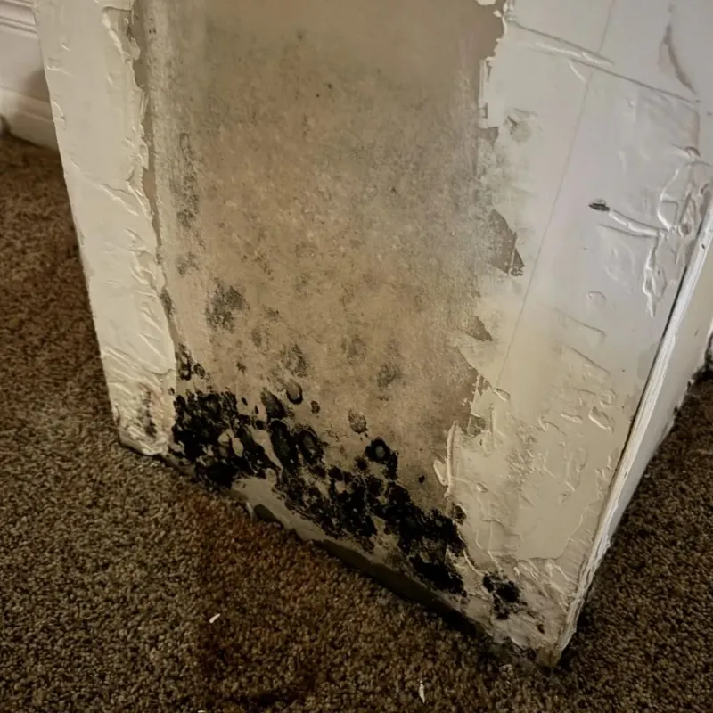 Professional Mold Removal in Horseheads, NY